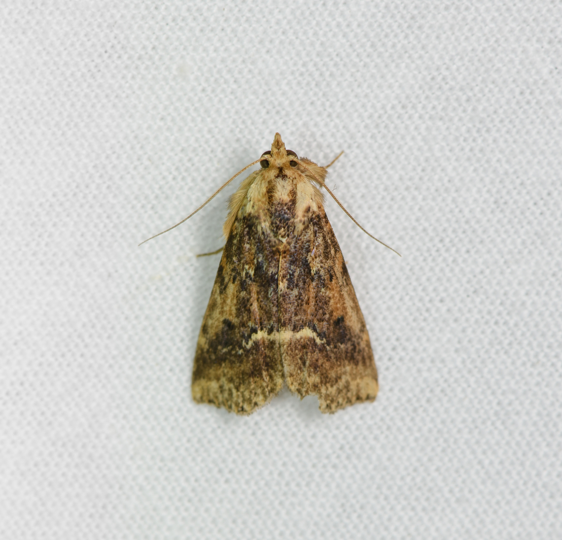 Brown moth, Sani Lodge, Ecuador  Ecuador,Ecuador 2021,Geotagged,Sani Lodge,South America,Spring,World,Yasuni National Park