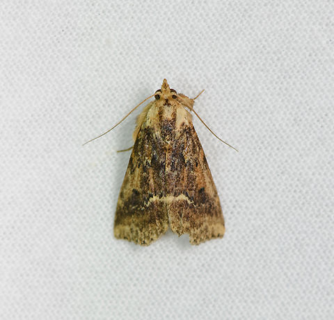 Brown moth, Sani Lodge, Ecuador  Ecuador,Ecuador 2021,Geotagged,Sani Lodge,South America,Spring,World,Yasuni National Park