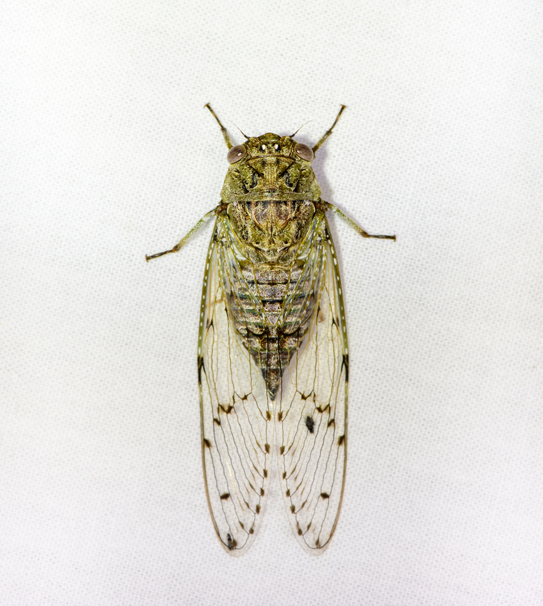 Cicada, Sani Lodge, Ecuador Might be Proarna insignis, or something close to it? Ecuador,Ecuador 2021,Geotagged,Sani Lodge,South America,Spring,World,Yasuni National Park
