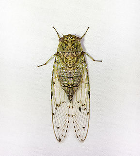 Cicada, Sani Lodge, Ecuador Might be Proarna insignis, or something close to it? Ecuador,Ecuador 2021,Geotagged,Sani Lodge,South America,Spring,World,Yasuni National Park