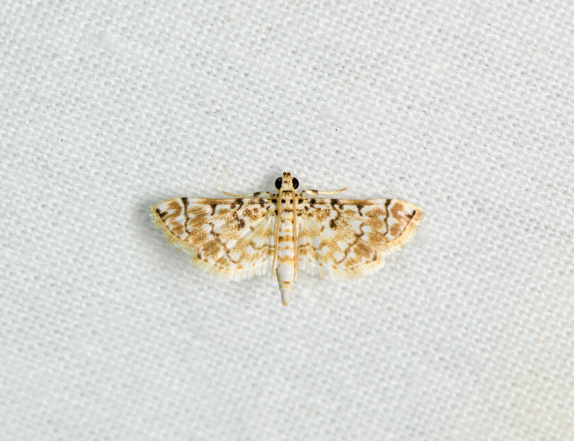 Metoeca foedalis, Sani Lodge, Ecuador  Ecuador,Ecuador 2021,Geotagged,Metoeca,Metoeca foedalis,Sani Lodge,South America,Spring,World,Yasuni National Park