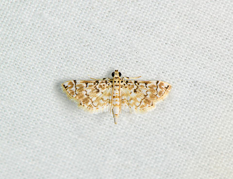 Metoeca foedalis, Sani Lodge, Ecuador  Ecuador,Ecuador 2021,Geotagged,Metoeca,Metoeca foedalis,Sani Lodge,South America,Spring,World,Yasuni National Park