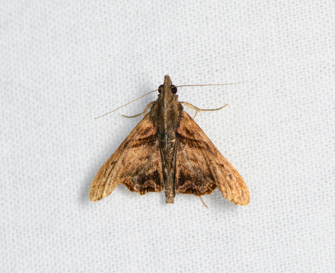 Palthis submarginata, Sani Lodge, Ecuador  Ecuador,Ecuador 2021,Geotagged,Palthis submarginata,Sani Lodge,South America,Spring,World,Yasuni National Park