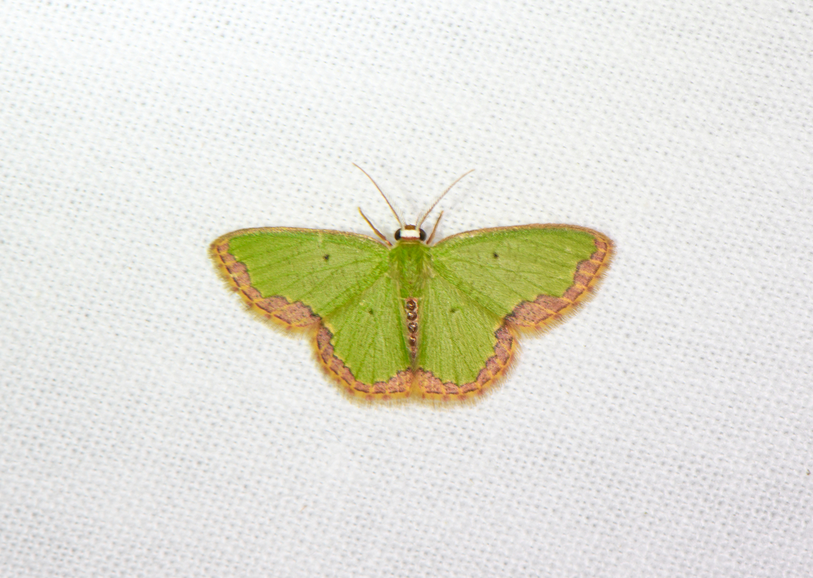 Emerald moth, Sani Lodge, Ecuador Possibly Synchlora sp. Ecuador,Ecuador 2021,Geotagged,Sani Lodge,South America,Spring,World,Yasuni National Park