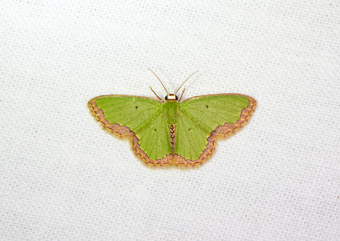 Emerald moth, Sani Lodge, Ecuador Possibly Synchlora sp. Ecuador,Ecuador 2021,Geotagged,Sani Lodge,South America,Spring,World,Yasuni National Park
