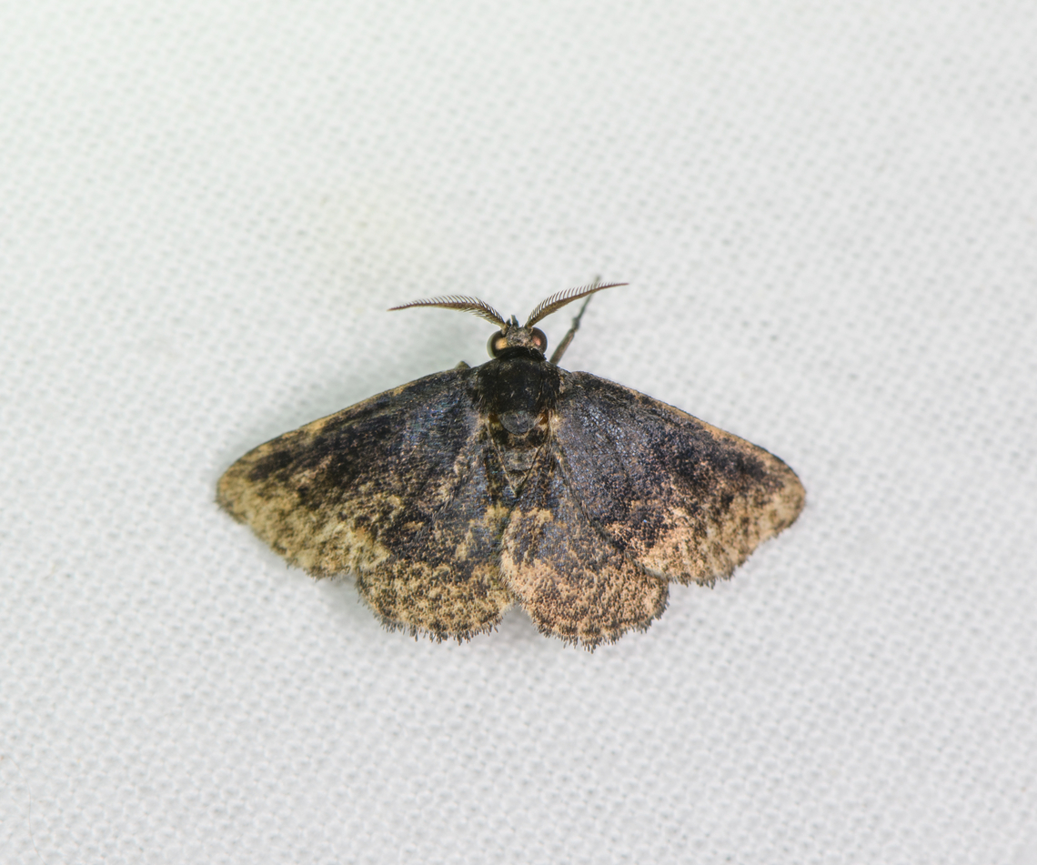 Small dark moth (Metalectra sp.), Sani Lodge, Ecuador  Ecuador,Ecuador 2021,Geotagged,Sani Lodge,South America,Spring,World,Yasuni National Park