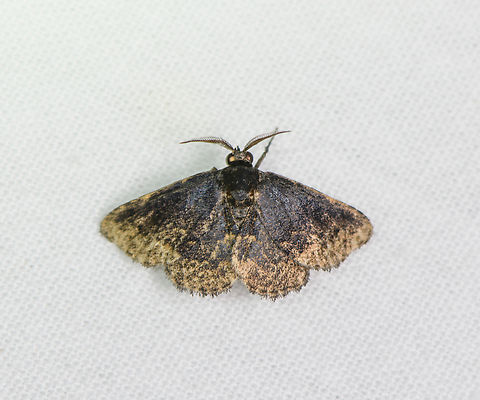 Small dark moth (Metalectra sp.), Sani Lodge, Ecuador  Ecuador,Ecuador 2021,Geotagged,Sani Lodge,South America,Spring,World,Yasuni National Park