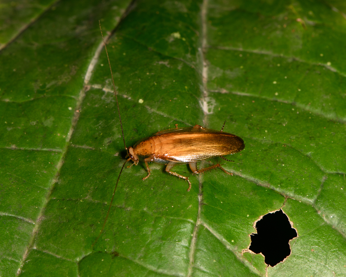 Cockroach on leaf, Sani Lodge, Ecuador  Ecuador,Ecuador 2021,Geotagged,Sani Lodge,South America,Spring,World,Yasuni National Park