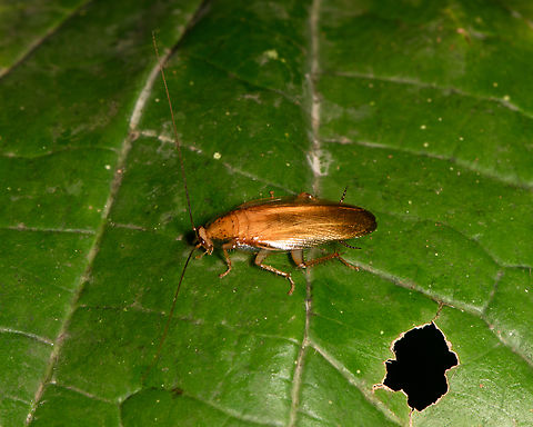 Cockroach on leaf, Sani Lodge, Ecuador  Ecuador,Ecuador 2021,Geotagged,Sani Lodge,South America,Spring,World,Yasuni National Park