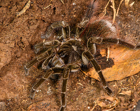 Ecuadorian Brown Velvet Tarantula - full body view, Sani Lodge, Ecuador The second time we came across this species in Sani Lodge. Ecuador,Ecuador 2021,Ecuadorian Brown Velvet Tarantula,Geotagged,Megaphobema velvetosoma,Sani Lodge,South America,Spring,World,Yasuni National Park