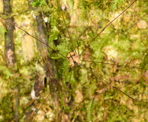 Harvestman on tree - closeup, Sani Lodge, Ecuador https://www.jungledragon.com/image/131639/harvestman_on_tree_sani_lodge_ecuador.html Ecuador,Ecuador 2021,Geotagged,Sani Lodge,South America,Spring,World,Yasuni National Park