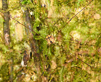 Harvestman on tree - closeup, Sani Lodge, Ecuador https://www.jungledragon.com/image/131639/harvestman_on_tree_sani_lodge_ecuador.html Ecuador,Ecuador 2021,Geotagged,Sani Lodge,South America,Spring,World,Yasuni National Park