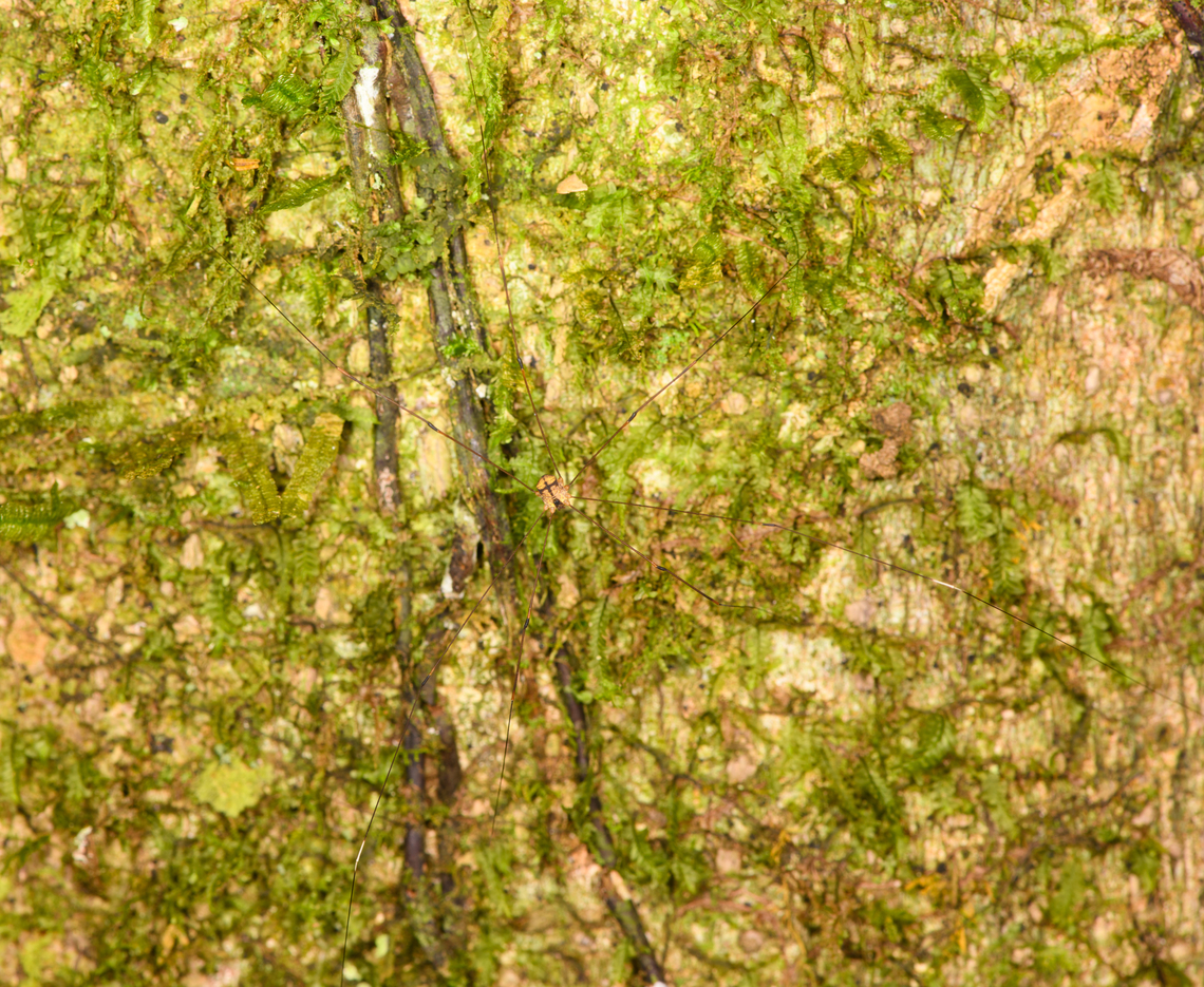 Harvestman on tree, Sani Lodge, Ecuador <figure class="photo"><a href="https://www.jungledragon.com/image/131638/harvestman_on_tree_-_closeup_sani_lodge_ecuador.html" title="Harvestman on tree - closeup, Sani Lodge, Ecuador"><img src="https://s3.amazonaws.com/media.jungledragon.com/images/2/131638_thumb.jpg?AWSAccessKeyId=05GMT0V3GWVNE7GGM1R2&Expires=1763596810&Signature=R8R2xtKBfp1S1PGSjEwth9%2FcaOA%3D" width="200" height="166" alt="Harvestman on tree - closeup, Sani Lodge, Ecuador https://www.jungledragon.com/image/131639/harvestman_on_tree_sani_lodge_ecuador.html Ecuador,Ecuador 2021,Geotagged,Sani Lodge,South America,Spring,World,Yasuni National Park" /></a></figure> Ecuador,Ecuador 2021,Geotagged,Sani Lodge,South America,Spring,World,Yasuni National Park