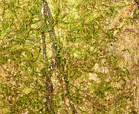 Harvestman on tree, Sani Lodge, Ecuador https://www.jungledragon.com/image/131638/harvestman_on_tree_-_closeup_sani_lodge_ecuador.html Ecuador,Ecuador 2021,Geotagged,Sani Lodge,South America,Spring,World,Yasuni National Park