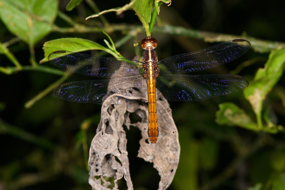 Flame-tailed Pondhawk, Sani Lodge, Ecuador This is the female (if my ID is correct). Ecuador,Ecuador 2021,Erythemis peruviana,Geotagged,Sani Lodge,South America,Spring,World,Yasuni National Park