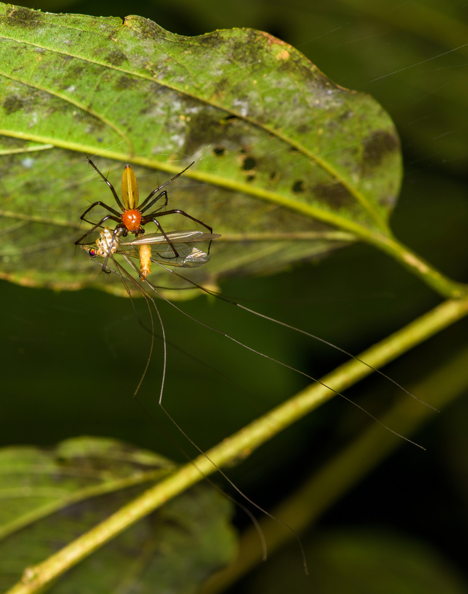 Red-headed orbweaver, Sani Lodge, Ecuador Disassembling a cranefly. Ecuador,Ecuador 2021,Geotagged,Sani Lodge,South America,Spring,World,Yasuni National Park