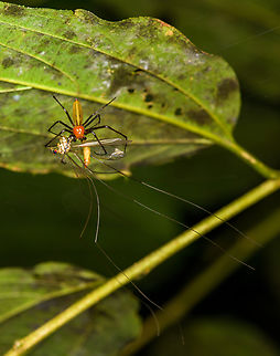 Red-headed orbweaver, Sani Lodge, Ecuador Disassembling a cranefly. Ecuador,Ecuador 2021,Geotagged,Sani Lodge,South America,Spring,World,Yasuni National Park