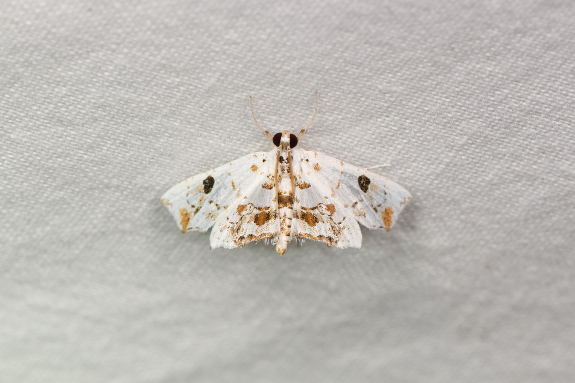 Small white moth (Spilomelinae), Sani Lodge, Ecuador Spilomelinae. Ecuador,Ecuador 2021,Geotagged,Sani Lodge,South America,Spring,World,Yasuni National Park