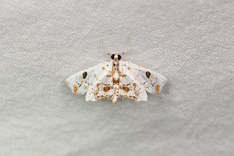 Small white moth (Spilomelinae), Sani Lodge, Ecuador Spilomelinae. Ecuador,Ecuador 2021,Geotagged,Sani Lodge,South America,Spring,World,Yasuni National Park