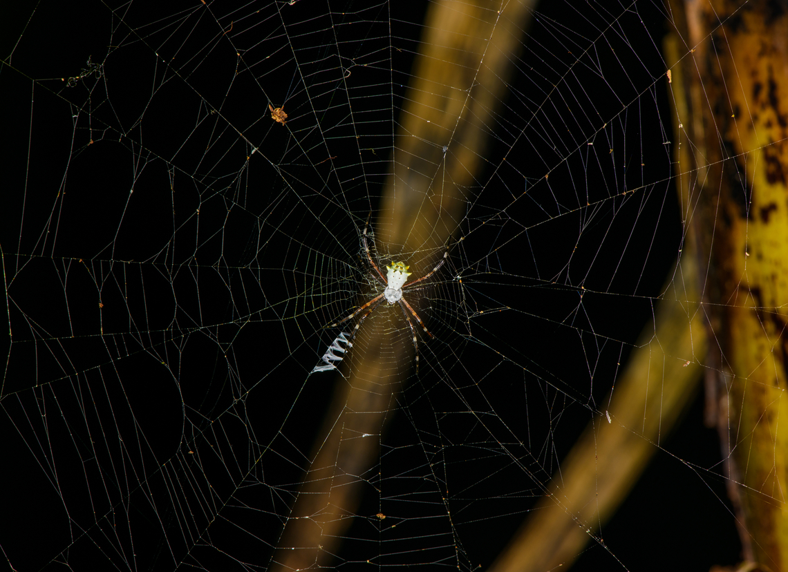 Silver Garden Orbweaver, Sani Lodge, Ecuador  Argiope argentata,Ecuador,Ecuador 2021,Geotagged,Sani Lodge,Silver Argiope,South America,Spring,World,Yasuni National Park