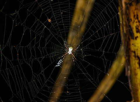 Silver Garden Orbweaver, Sani Lodge, Ecuador  Argiope argentata,Ecuador,Ecuador 2021,Geotagged,Sani Lodge,Silver Argiope,South America,Spring,World,Yasuni National Park