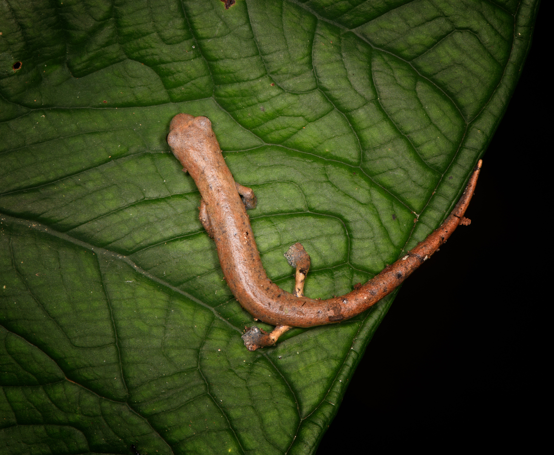 Peruvian Climbing Salamander, on leaf Sani Lodge, Ecuador  Bolitoglossa peruviana,Ecuador,Ecuador 2021,Geotagged,Peruvian Climbing Salamander,Sani Lodge,South America,Spring,World,Yasuni National Park