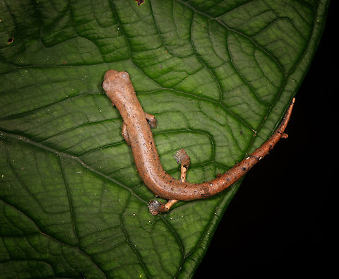 Peruvian Climbing Salamander, on leaf Sani Lodge, Ecuador  Bolitoglossa peruviana,Ecuador,Ecuador 2021,Geotagged,Peruvian Climbing Salamander,Sani Lodge,South America,Spring,World,Yasuni National Park