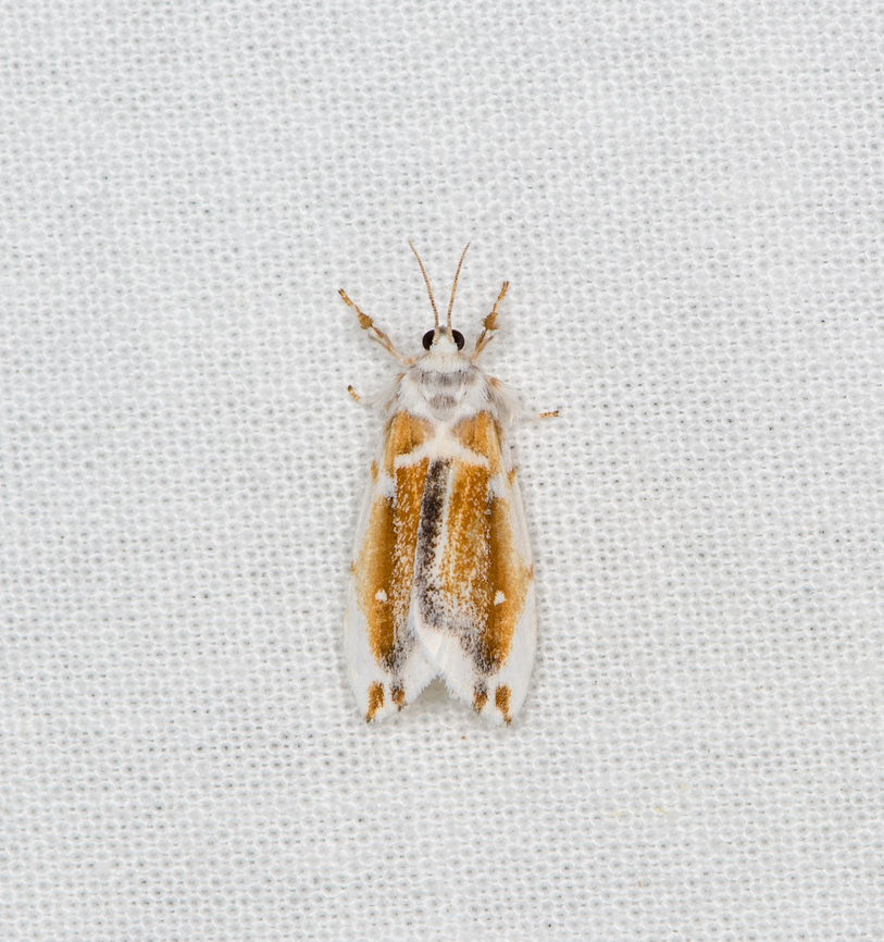 Eudoliche major, Sani Lodge, Ecuador  Ecuador,Ecuador 2021,Eudoliche major,Geotagged,Sani Lodge,South America,Spring,World,Yasuni National Park