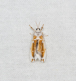 Eudoliche major, Sani Lodge, Ecuador  Ecuador,Ecuador 2021,Eudoliche major,Geotagged,Sani Lodge,South America,Spring,World,Yasuni National Park