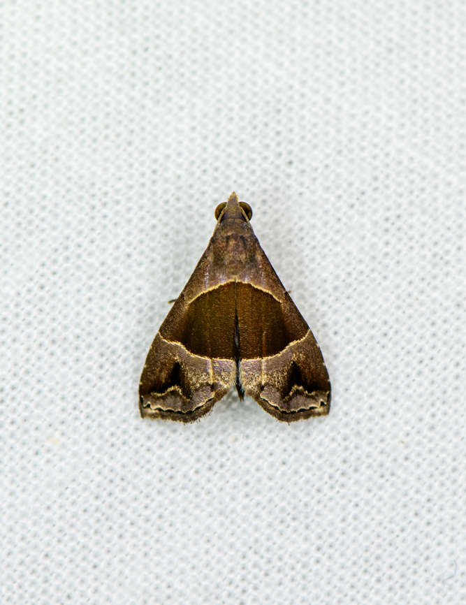 Ommatochila (undescribed), Sani Lodge, Ecuador <a href="https://leps.fieldguide.ai/figures?category=602152a73c12ef51dacb829b" rel="nofollow">https://leps.fieldguide.ai/figures?category=602152a73c12ef51dacb829b</a> Ecuador,Ecuador 2021,Geotagged,Sani Lodge,South America,Spring,World,Yasuni National Park