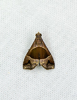 Ommatochila (undescribed), Sani Lodge, Ecuador https://leps.fieldguide.ai/figures?category=602152a73c12ef51dacb829b Ecuador,Ecuador 2021,Geotagged,Sani Lodge,South America,Spring,World,Yasuni National Park