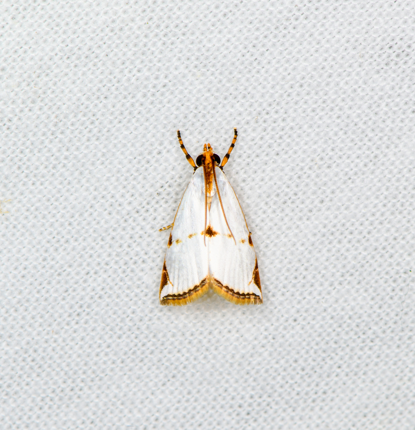 Argyria insons, Sani Lodge, Ecuador  Argyria insons,Ecuador,Ecuador 2021,Geotagged,Sani Lodge,South America,Spring,World,Yasuni National Park