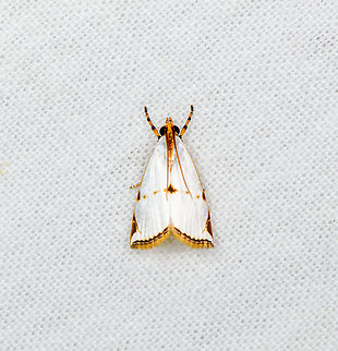 Argyria insons, Sani Lodge, Ecuador  Argyria insons,Ecuador,Ecuador 2021,Geotagged,Sani Lodge,South America,Spring,World,Yasuni National Park