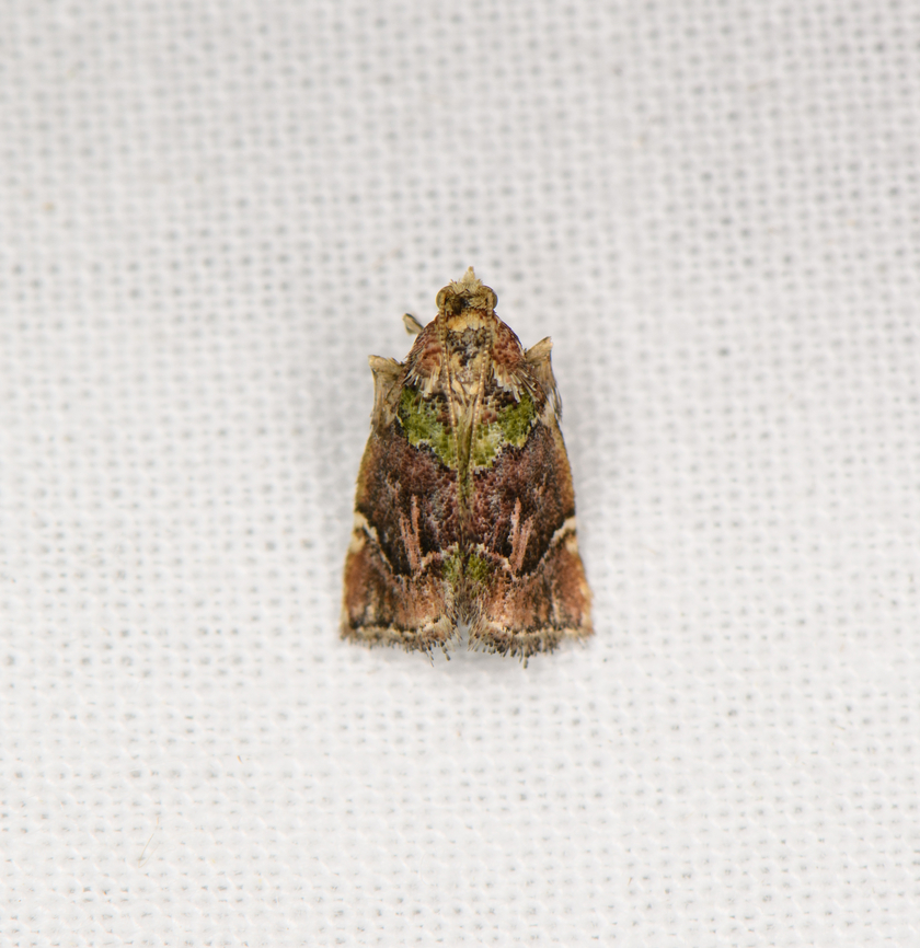Small brown/green moth (Eustrotiinae), Sani Lodge, Ecuador Eustrotiinae. Ecuador,Ecuador 2021,Geotagged,Sani Lodge,South America,Spring,World,Yasuni National Park