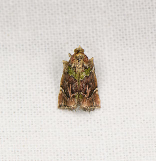 Small brown/green moth (Eustrotiinae), Sani Lodge, Ecuador Eustrotiinae. Ecuador,Ecuador 2021,Geotagged,Sani Lodge,South America,Spring,World,Yasuni National Park