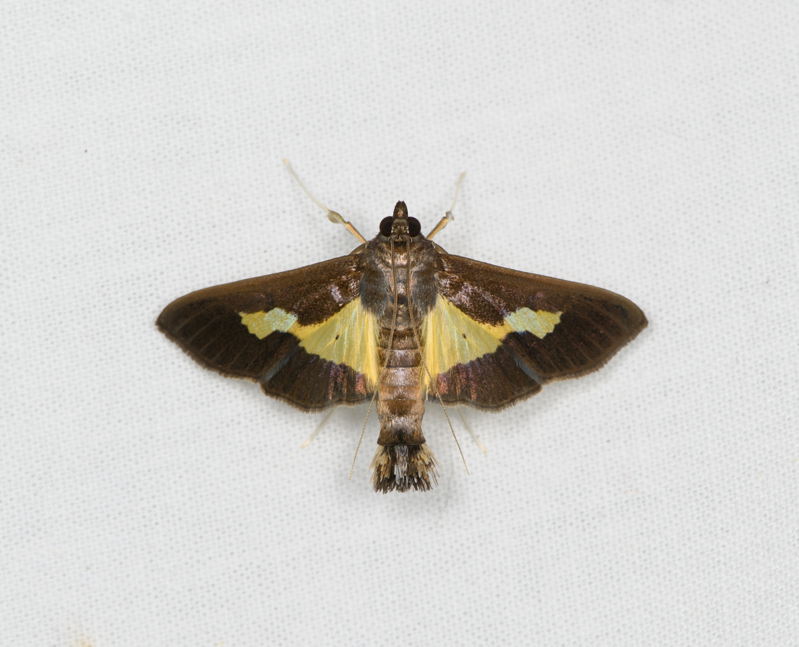 Diaphania nitidalis, Sani Lodge, Ecuador  Diaphania nitidalis,Ecuador,Ecuador 2021,Geotagged,Pickleworm,Sani Lodge,South America,Spring,World,Yasuni National Park