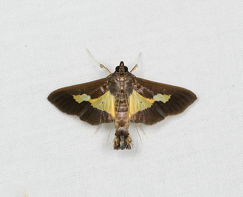 Diaphania nitidalis, Sani Lodge, Ecuador  Diaphania nitidalis,Ecuador,Ecuador 2021,Geotagged,Pickleworm,Sani Lodge,South America,Spring,World,Yasuni National Park