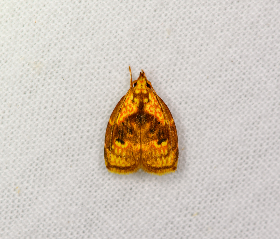 Sparganothini, Sani Lodge, Ecuador  Ecuador,Ecuador 2021,Geotagged,Sani Lodge,South America,Spring,World,Yasuni National Park