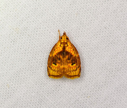 Sparganothini, Sani Lodge, Ecuador  Ecuador,Ecuador 2021,Geotagged,Sani Lodge,South America,Spring,World,Yasuni National Park