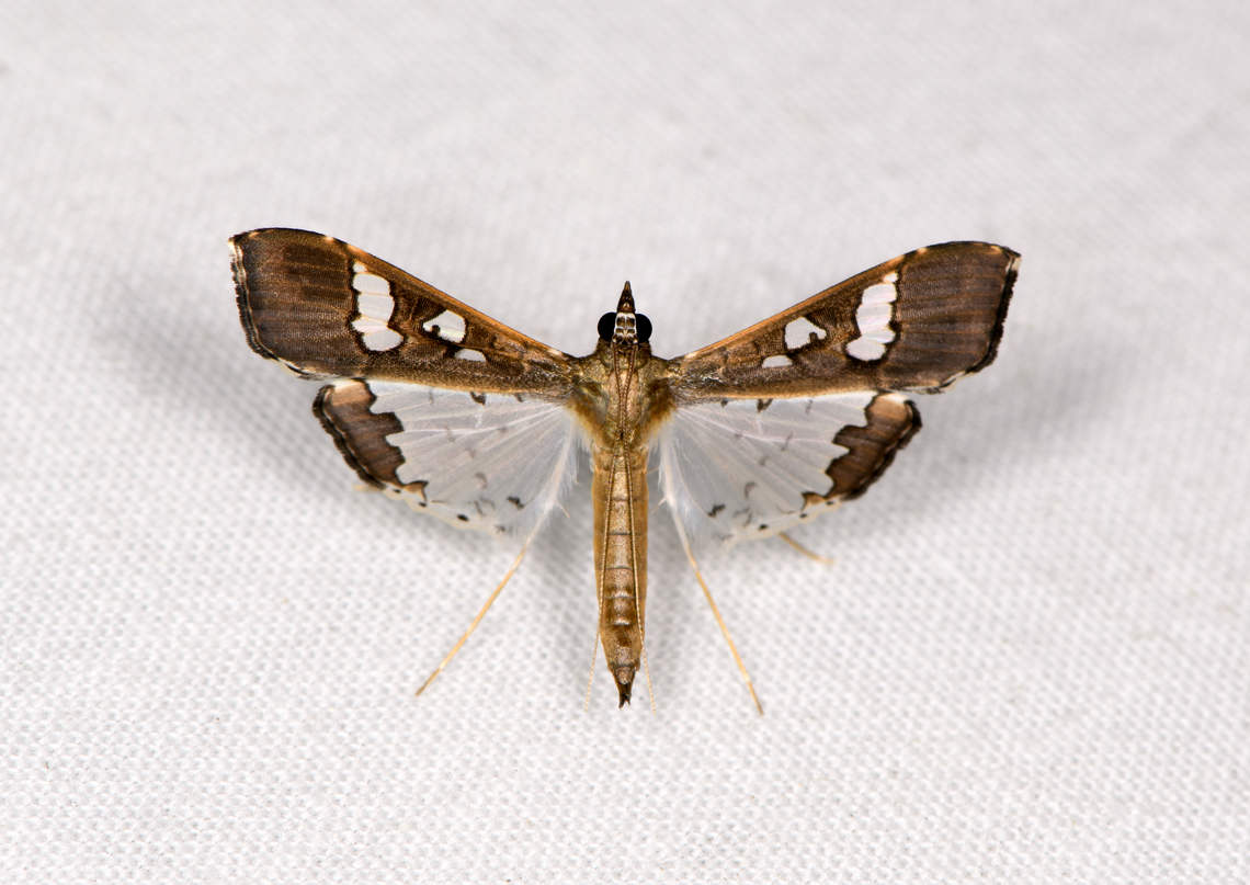 Bean pod borer, Sani Lodge, Ecuador  Bean pod borer,Ecuador,Ecuador 2021,Geotagged,Maruca vitrata,Sani Lodge,South America,Spring,World,Yasuni National Park
