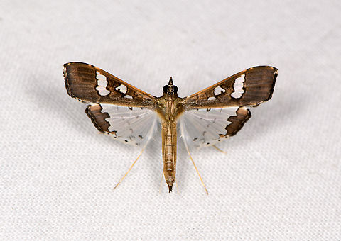 Bean pod borer, Sani Lodge, Ecuador  Bean pod borer,Ecuador,Ecuador 2021,Geotagged,Maruca vitrata,Sani Lodge,South America,Spring,World,Yasuni National Park