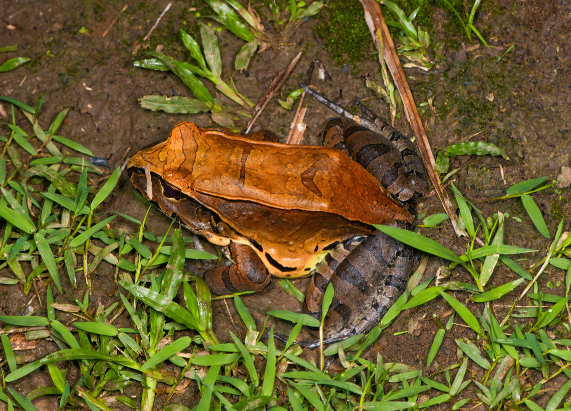 Smoky Jungle Frog, Sani Lodge, Ecuador <figure class="photo"><a href="https://www.jungledragon.com/image/131688/smoky_jungle_frog_-_top_view_sani_lodge_ecuador.html" title="Smoky Jungle Frog - top view, Sani Lodge, Ecuador"><img src="https://s3.amazonaws.com/media.jungledragon.com/images/2/131688_thumb.jpg?AWSAccessKeyId=05GMT0V3GWVNE7GGM1R2&Expires=1769040010&Signature=4aLKpxEUTY15Pd%2BMnTozP5maRY4%3D" width="200" height="188" alt="Smoky Jungle Frog - top view, Sani Lodge, Ecuador https://www.jungledragon.com/image/131685/smoky_jungle_frog_sani_lodge_ecuador.html<br />
https://www.jungledragon.com/image/131687/smoky_jungle_frog_-_frontal_sani_lodge_ecuador.html<br />
https://www.jungledragon.com/image/131686/smoky_jungle_frog_-_portrait_sani_lodge_ecuador.html Ecuador,Ecuador 2021,Geotagged,Leptodactylus pentadactylus,Sani Lodge,Smoky Jungle Frog,South America,Spring,World,Yasuni National Park" /></a></figure><br />
<figure class="photo"><a href="https://www.jungledragon.com/image/131687/smoky_jungle_frog_-_frontal_sani_lodge_ecuador.html" title="Smoky Jungle Frog - frontal, Sani Lodge, Ecuador"><img src="https://s3.amazonaws.com/media.jungledragon.com/images/2/131687_thumb.jpg?AWSAccessKeyId=05GMT0V3GWVNE7GGM1R2&Expires=1769040010&Signature=qwvMHfRsyL38cOxBPWF%2B%2Fexbyhc%3D" width="200" height="134" alt="Smoky Jungle Frog - frontal, Sani Lodge, Ecuador https://www.jungledragon.com/image/131688/smoky_jungle_frog_-_top_view_sani_lodge_ecuador.html<br />
https://www.jungledragon.com/image/131685/smoky_jungle_frog_sani_lodge_ecuador.html<br />
https://www.jungledragon.com/image/131686/smoky_jungle_frog_-_portrait_sani_lodge_ecuador.html Ecuador,Ecuador 2021,Geotagged,Leptodactylus pentadactylus,Sani Lodge,Smoky Jungle Frog,South America,Spring,World,Yasuni National Park" /></a></figure><br />
<figure class="photo"><a href="https://www.jungledragon.com/image/131686/smoky_jungle_frog_-_portrait_sani_lodge_ecuador.html" title="Smoky Jungle Frog - portrait, Sani Lodge, Ecuador"><img src="https://s3.amazonaws.com/media.jungledragon.com/images/2/131686_thumb.jpg?AWSAccessKeyId=05GMT0V3GWVNE7GGM1R2&Expires=1769040010&Signature=5U2FnEOw5PPhBeg1JxU4rXMk6Zw%3D" width="200" height="154" alt="Smoky Jungle Frog - portrait, Sani Lodge, Ecuador https://www.jungledragon.com/image/131688/smoky_jungle_frog_-_top_view_sani_lodge_ecuador.html<br />
https://www.jungledragon.com/image/131685/smoky_jungle_frog_sani_lodge_ecuador.html<br />
https://www.jungledragon.com/image/131687/smoky_jungle_frog_-_frontal_sani_lodge_ecuador.html Ecuador,Ecuador 2021,Geotagged,Leptodactylus pentadactylus,Sani Lodge,Smoky Jungle Frog,South America,Spring,World,Yasuni National Park" /></a></figure> Ecuador,Ecuador 2021,Geotagged,Leptodactylus pentadactylus,Sani Lodge,Smoky Jungle Frog,South America,Spring,World,Yasuni National Park