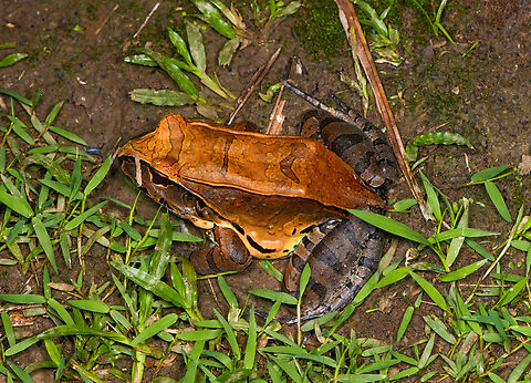Smoky Jungle Frog, Sani Lodge, Ecuador https://www.jungledragon.com/image/131688/smoky_jungle_frog_-_top_view_sani_lodge_ecuador.html
https://www.jungledragon.com/image/131687/smoky_jungle_frog_-_frontal_sani_lodge_ecuador.html
https://www.jungledragon.com/image/131686/smoky_jungle_frog_-_portrait_sani_lodge_ecuador.html Ecuador,Ecuador 2021,Geotagged,Leptodactylus pentadactylus,Sani Lodge,Smoky Jungle Frog,South America,Spring,World,Yasuni National Park