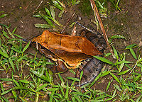 Smoky Jungle Frog, Sani Lodge, Ecuador https://www.jungledragon.com/image/131688/smoky_jungle_frog_-_top_view_sani_lodge_ecuador.html<br />
https://www.jungledragon.com/image/131687/smoky_jungle_frog_-_frontal_sani_lodge_ecuador.html<br />
https://www.jungledragon.com/image/131686/smoky_jungle_frog_-_portrait_sani_lodge_ecuador.html Ecuador,Ecuador 2021,Geotagged,Leptodactylus pentadactylus,Sani Lodge,Smoky Jungle Frog,South America,Spring,World,Yasuni National Park