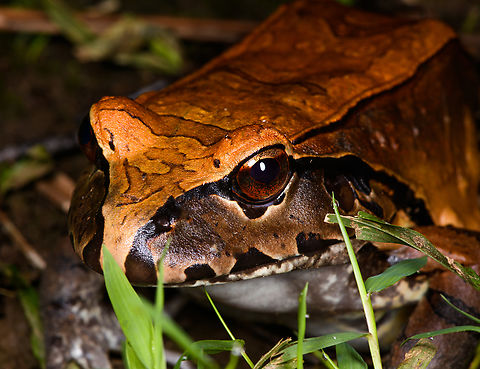 Smoky Jungle Frog - portrait, Sani Lodge, Ecuador https://www.jungledragon.com/image/131688/smoky_jungle_frog_-_top_view_sani_lodge_ecuador.html
https://www.jungledragon.com/image/131685/smoky_jungle_frog_sani_lodge_ecuador.html
https://www.jungledragon.com/image/131687/smoky_jungle_frog_-_frontal_sani_lodge_ecuador.html Ecuador,Ecuador 2021,Geotagged,Leptodactylus pentadactylus,Sani Lodge,Smoky Jungle Frog,South America,Spring,World,Yasuni National Park