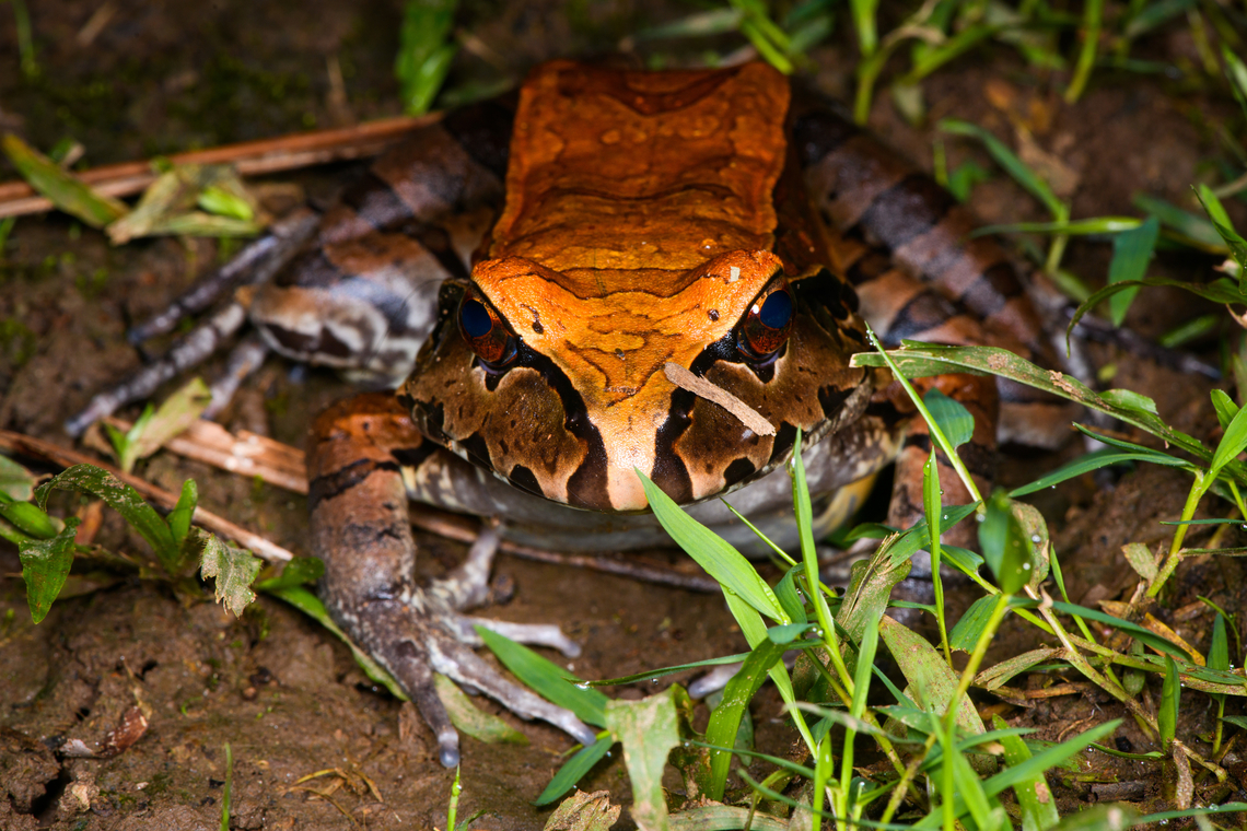 Smoky Jungle Frog - frontal, Sani Lodge, Ecuador <figure class="photo"><a href="https://www.jungledragon.com/image/131688/smoky_jungle_frog_-_top_view_sani_lodge_ecuador.html" title="Smoky Jungle Frog - top view, Sani Lodge, Ecuador"><img src="https://s3.amazonaws.com/media.jungledragon.com/images/2/131688_thumb.jpg?AWSAccessKeyId=05GMT0V3GWVNE7GGM1R2&Expires=1769040010&Signature=4aLKpxEUTY15Pd%2BMnTozP5maRY4%3D" width="200" height="188" alt="Smoky Jungle Frog - top view, Sani Lodge, Ecuador https://www.jungledragon.com/image/131685/smoky_jungle_frog_sani_lodge_ecuador.html<br />
https://www.jungledragon.com/image/131687/smoky_jungle_frog_-_frontal_sani_lodge_ecuador.html<br />
https://www.jungledragon.com/image/131686/smoky_jungle_frog_-_portrait_sani_lodge_ecuador.html Ecuador,Ecuador 2021,Geotagged,Leptodactylus pentadactylus,Sani Lodge,Smoky Jungle Frog,South America,Spring,World,Yasuni National Park" /></a></figure><br />
<figure class="photo"><a href="https://www.jungledragon.com/image/131685/smoky_jungle_frog_sani_lodge_ecuador.html" title="Smoky Jungle Frog, Sani Lodge, Ecuador"><img src="https://s3.amazonaws.com/media.jungledragon.com/images/2/131685_thumb.jpg?AWSAccessKeyId=05GMT0V3GWVNE7GGM1R2&Expires=1769040010&Signature=jZ%2Btj41b7%2FsqxZNUeizdZ1dKkwI%3D" width="200" height="146" alt="Smoky Jungle Frog, Sani Lodge, Ecuador https://www.jungledragon.com/image/131688/smoky_jungle_frog_-_top_view_sani_lodge_ecuador.html<br />
https://www.jungledragon.com/image/131687/smoky_jungle_frog_-_frontal_sani_lodge_ecuador.html<br />
https://www.jungledragon.com/image/131686/smoky_jungle_frog_-_portrait_sani_lodge_ecuador.html Ecuador,Ecuador 2021,Geotagged,Leptodactylus pentadactylus,Sani Lodge,Smoky Jungle Frog,South America,Spring,World,Yasuni National Park" /></a></figure><br />
<figure class="photo"><a href="https://www.jungledragon.com/image/131686/smoky_jungle_frog_-_portrait_sani_lodge_ecuador.html" title="Smoky Jungle Frog - portrait, Sani Lodge, Ecuador"><img src="https://s3.amazonaws.com/media.jungledragon.com/images/2/131686_thumb.jpg?AWSAccessKeyId=05GMT0V3GWVNE7GGM1R2&Expires=1769040010&Signature=5U2FnEOw5PPhBeg1JxU4rXMk6Zw%3D" width="200" height="154" alt="Smoky Jungle Frog - portrait, Sani Lodge, Ecuador https://www.jungledragon.com/image/131688/smoky_jungle_frog_-_top_view_sani_lodge_ecuador.html<br />
https://www.jungledragon.com/image/131685/smoky_jungle_frog_sani_lodge_ecuador.html<br />
https://www.jungledragon.com/image/131687/smoky_jungle_frog_-_frontal_sani_lodge_ecuador.html Ecuador,Ecuador 2021,Geotagged,Leptodactylus pentadactylus,Sani Lodge,Smoky Jungle Frog,South America,Spring,World,Yasuni National Park" /></a></figure> Ecuador,Ecuador 2021,Geotagged,Leptodactylus pentadactylus,Sani Lodge,Smoky Jungle Frog,South America,Spring,World,Yasuni National Park