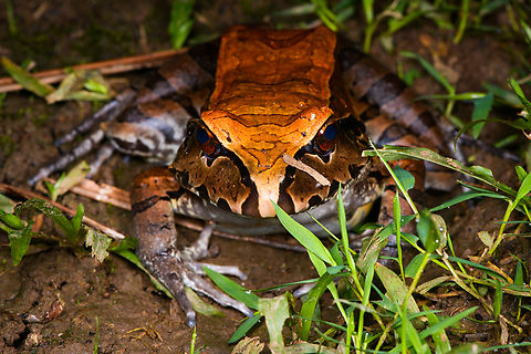 Smoky Jungle Frog - frontal, Sani Lodge, Ecuador https://www.jungledragon.com/image/131688/smoky_jungle_frog_-_top_view_sani_lodge_ecuador.html
https://www.jungledragon.com/image/131685/smoky_jungle_frog_sani_lodge_ecuador.html
https://www.jungledragon.com/image/131686/smoky_jungle_frog_-_portrait_sani_lodge_ecuador.html Ecuador,Ecuador 2021,Geotagged,Leptodactylus pentadactylus,Sani Lodge,Smoky Jungle Frog,South America,Spring,World,Yasuni National Park