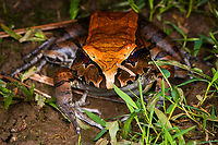 Smoky Jungle Frog - frontal, Sani Lodge, Ecuador https://www.jungledragon.com/image/131688/smoky_jungle_frog_-_top_view_sani_lodge_ecuador.html<br />
https://www.jungledragon.com/image/131685/smoky_jungle_frog_sani_lodge_ecuador.html<br />
https://www.jungledragon.com/image/131686/smoky_jungle_frog_-_portrait_sani_lodge_ecuador.html Ecuador,Ecuador 2021,Geotagged,Leptodactylus pentadactylus,Sani Lodge,Smoky Jungle Frog,South America,Spring,World,Yasuni National Park