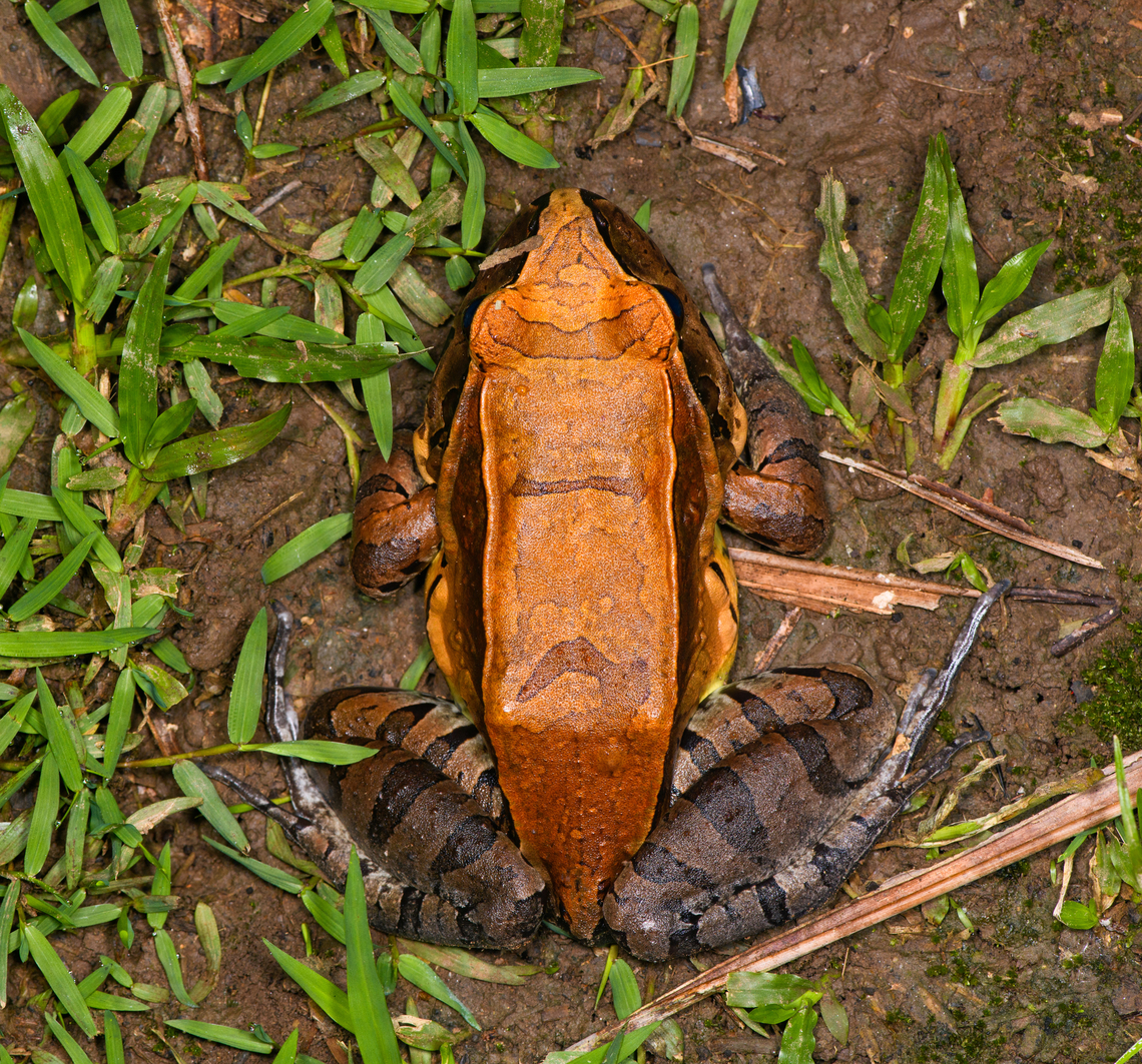 Smoky Jungle Frog - top view, Sani Lodge, Ecuador <figure class="photo"><a href="https://www.jungledragon.com/image/131685/smoky_jungle_frog_sani_lodge_ecuador.html" title="Smoky Jungle Frog, Sani Lodge, Ecuador"><img src="https://s3.amazonaws.com/media.jungledragon.com/images/2/131685_thumb.jpg?AWSAccessKeyId=05GMT0V3GWVNE7GGM1R2&Expires=1759968010&Signature=JCLR%2FqsSwIcRx4V5FlMp85%2BCBB4%3D" width="200" height="146" alt="Smoky Jungle Frog, Sani Lodge, Ecuador https://www.jungledragon.com/image/131688/smoky_jungle_frog_-_top_view_sani_lodge_ecuador.html<br />
https://www.jungledragon.com/image/131687/smoky_jungle_frog_-_frontal_sani_lodge_ecuador.html<br />
https://www.jungledragon.com/image/131686/smoky_jungle_frog_-_portrait_sani_lodge_ecuador.html Ecuador,Ecuador 2021,Geotagged,Leptodactylus pentadactylus,Sani Lodge,Smoky Jungle Frog,South America,Spring,World,Yasuni National Park" /></a></figure><br />
<figure class="photo"><a href="https://www.jungledragon.com/image/131687/smoky_jungle_frog_-_frontal_sani_lodge_ecuador.html" title="Smoky Jungle Frog - frontal, Sani Lodge, Ecuador"><img src="https://s3.amazonaws.com/media.jungledragon.com/images/2/131687_thumb.jpg?AWSAccessKeyId=05GMT0V3GWVNE7GGM1R2&Expires=1759968010&Signature=1d97X7CCBNfvMkXddmaA0%2BujFTA%3D" width="200" height="134" alt="Smoky Jungle Frog - frontal, Sani Lodge, Ecuador https://www.jungledragon.com/image/131688/smoky_jungle_frog_-_top_view_sani_lodge_ecuador.html<br />
https://www.jungledragon.com/image/131685/smoky_jungle_frog_sani_lodge_ecuador.html<br />
https://www.jungledragon.com/image/131686/smoky_jungle_frog_-_portrait_sani_lodge_ecuador.html Ecuador,Ecuador 2021,Geotagged,Leptodactylus pentadactylus,Sani Lodge,Smoky Jungle Frog,South America,Spring,World,Yasuni National Park" /></a></figure><br />
<figure class="photo"><a href="https://www.jungledragon.com/image/131686/smoky_jungle_frog_-_portrait_sani_lodge_ecuador.html" title="Smoky Jungle Frog - portrait, Sani Lodge, Ecuador"><img src="https://s3.amazonaws.com/media.jungledragon.com/images/2/131686_thumb.jpg?AWSAccessKeyId=05GMT0V3GWVNE7GGM1R2&Expires=1759968010&Signature=9lB7LNHqxVCR90XrILE22byn20Q%3D" width="200" height="154" alt="Smoky Jungle Frog - portrait, Sani Lodge, Ecuador https://www.jungledragon.com/image/131688/smoky_jungle_frog_-_top_view_sani_lodge_ecuador.html<br />
https://www.jungledragon.com/image/131685/smoky_jungle_frog_sani_lodge_ecuador.html<br />
https://www.jungledragon.com/image/131687/smoky_jungle_frog_-_frontal_sani_lodge_ecuador.html Ecuador,Ecuador 2021,Geotagged,Leptodactylus pentadactylus,Sani Lodge,Smoky Jungle Frog,South America,Spring,World,Yasuni National Park" /></a></figure> Ecuador,Ecuador 2021,Geotagged,Leptodactylus pentadactylus,Sani Lodge,Smoky Jungle Frog,South America,Spring,World,Yasuni National Park