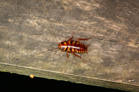 Australian cockroach, Sani Lodge, Ecuador Somewhat similar to Neostylopyga rhombifolia, but probably not a match. Australian cockroach,Ecuador,Ecuador 2021,Geotagged,Periplaneta australasiae,Sani Lodge,South America,Spring,World,Yasuni National Park
